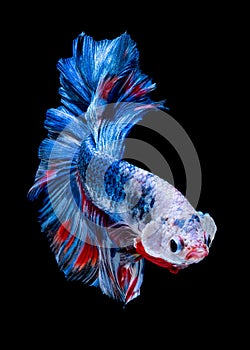 Betta fish koi fish kohaku Red White