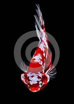 Betta fish koi fish kohaku Red White