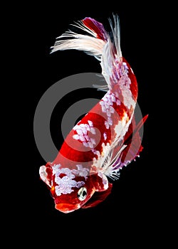 Betta fish koi fish kohaku Red White