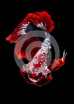 Betta fish koi fish kohaku Red White