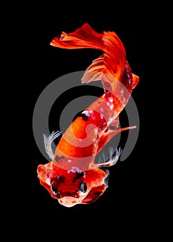 Betta fish koi fish kohaku Red White