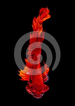 Betta fish koi fish kohaku Red White