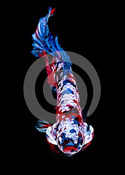 Betta fish koi fish kohaku Red White