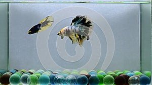 Betta fish Pair of Fancy KOI Tiger Blue Marble Halfmoon Fighting Fish from Thailand