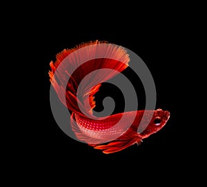 Betta fish, siamese fighting , betta splendens isolated on black background