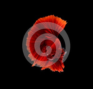 Betta fish, siamese fighting , betta splendens isolated on black background