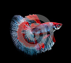 Betta fish, siamese fighting fish, betta splendens isolated on black background.