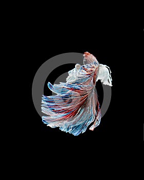 Betta fish, siamese fighting fish, betta splendens isolated on black background