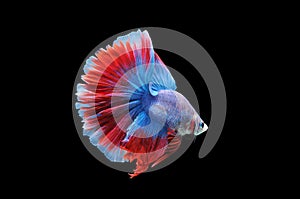 Betta fish, siamese fighting fish, betta splendens isolated on black background, fish on black background, fish fighting, Multi co