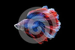 Betta fish, siamese fighting fish, betta splendens isolated on black background, fish on black background, fish fighting, Multi co