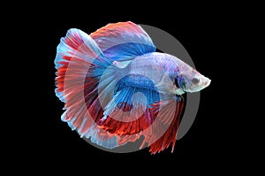 Betta fish, siamese fighting fish, betta splendens isolated on black background, fish on black background, fish fighting, Multi co