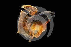 Betta fish, siamese fighting fish, betta splendens isolated on black background, fish on black background, fish fighting, Multi co