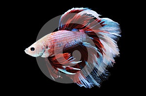 Betta fish, siamese fighting fish, betta splendens isolated on black background, fish on black background, fish fighting, Multi co