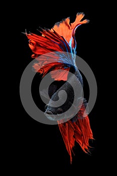 Betta fish, siamese fighting fish, betta splendens isolated on black background, fish on black background, fish fighting, Multi co