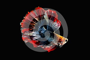 Betta fish, siamese fighting fish isolated on black background.