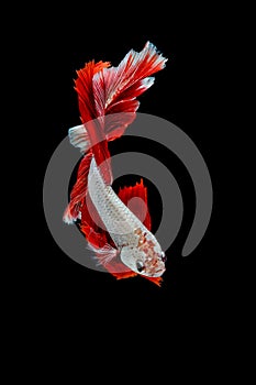 Betta fish, siamese fighting fish movement