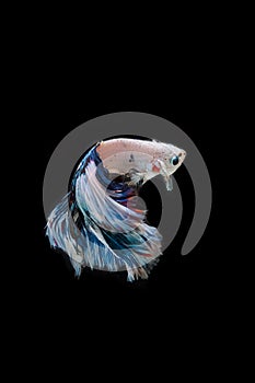 Betta fish, siamese fighting fish movement