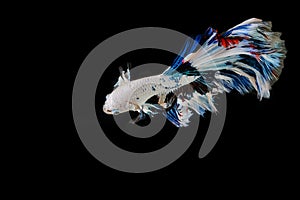 Betta fish, siamese fighting fish movement