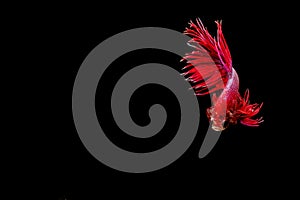 Betta fish, siamese fighting fish movement