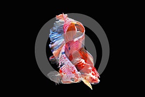 Betta fish, Siamese fighting fish isolated on black background, Colorful animal photo