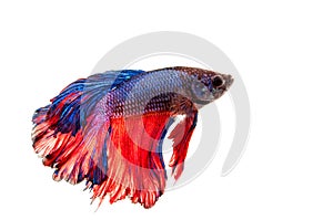 Betta fish