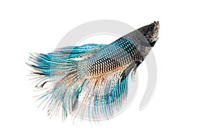 Betta fish