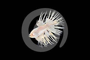 Betta fish Sparkling white gold, Single siamese fighting fish, betta splendens