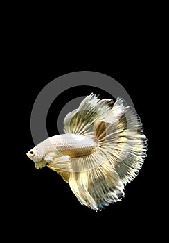 Betta fish super gold halfmoon on isolated grey background