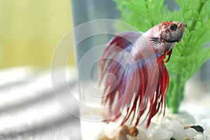 Betta Fish in Tank