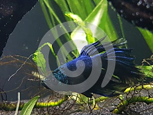 Betta Splendens & x27;Timaeus& x27;