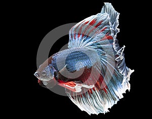 Betta fish vibrant red and blue colors blend harmoniously, creating a mesmerizing and eye-catching display
