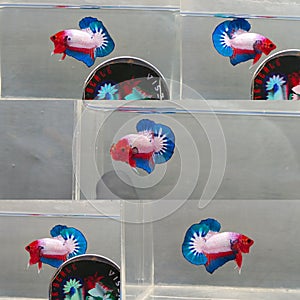 Betta Fish Whitescale Indonesia