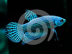 Betta fish Wild Type Alien Blue on black background