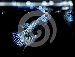 Betta fish Wild Type Alien Blue on black background