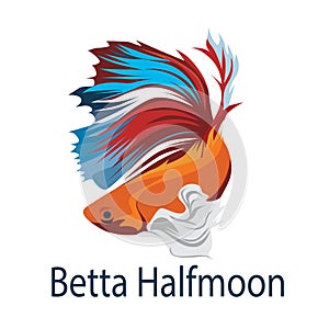 Betta Halfmoon Fish Vector Illustration