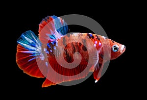 Betta Koi Galaxy Halfmoon Plakat HMPK Male or Plakat Fighting Fish Splendens