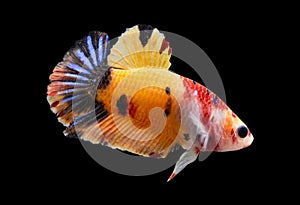 Betta Koi Nemo Base Yellow Halfmoon Plakat HMPK Male or Plakat Fighting Fish Splendens photo