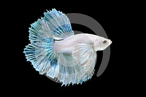 Betta or Saimese fighting fish.