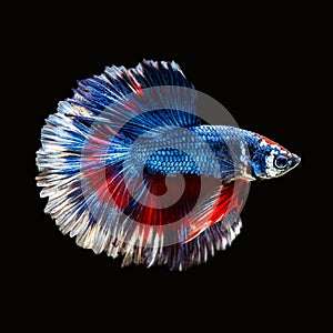 Betta siamese fighting fish