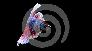 Betta, Siamese fighting fish, beautiful fish from Thailand, black background with beautiful tail.