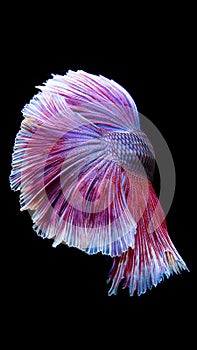 Betta, Siamese fighting fish, beautiful fish from Thailand, black background with beautiful tail.