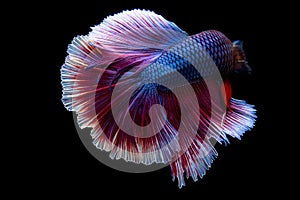 Betta, Siamese fighting fish, beautiful fish from Thailand, black background with beautiful tail.