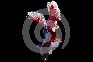 Betta, Siamese fighting fish, beautiful fish from Thailand, black background with beautiful tail.