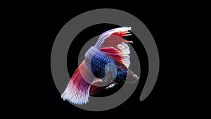 Betta, Siamese fighting fish, beautiful fish from Thailand, black background with beautiful tail.