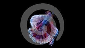 Betta, Siamese fighting fish, beautiful fish from Thailand, black background with beautiful tail.