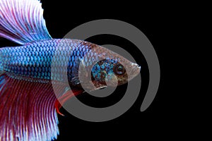 Betta, Siamese fighting fish, beautiful fish from Thailand, black background with beautiful tail.