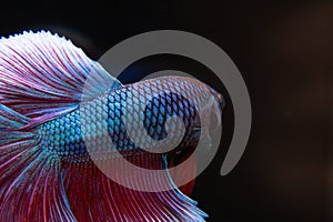 Betta, Siamese fighting fish, beautiful fish from Thailand, black background with beautiful tail.