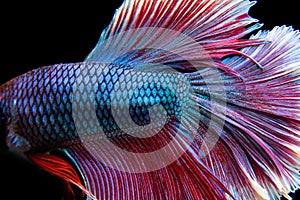 Betta, Siamese fighting fish, beautiful fish from Thailand, black background with beautiful tail.