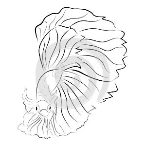 Betta or siamese fighting fish, simple vector hand draw sketch Big and Beautiful Tail