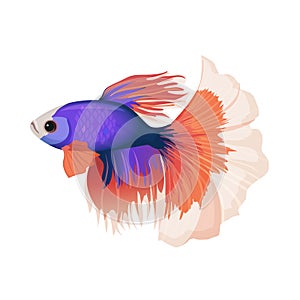 Betta small colorful, freshwater ray-finned fish realistic vector illustration